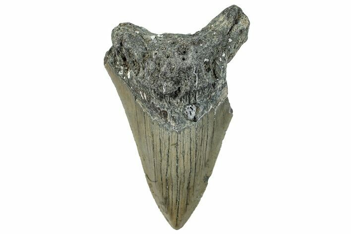 Bargain, Fossil Megalodon Tooth - Serrated Blade #295462